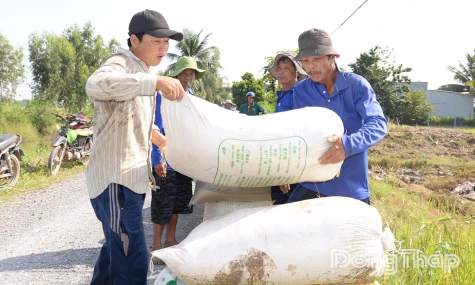 Giá lúa tăng trở lại