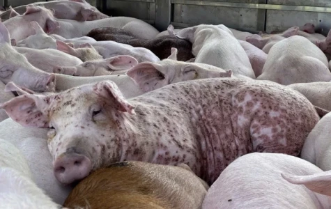 Tiêu hủy hơn 1,2 triệu con heo bệnh trong 11 tháng