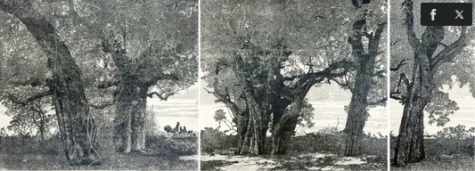 Tranh vẽ cổ thụ ở đền thờ Ngô Quyền đoạt giải Nhất