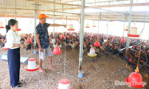 Xã Long Bình: Nông nghiệp bứt phá sau sáp nhập, tạo đà cho Chuyên đề thi đua phát triển