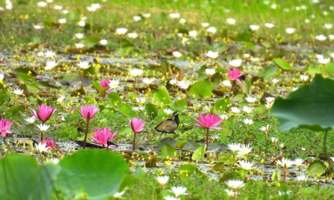 “Ai ơi! về miệt Tháp Mười