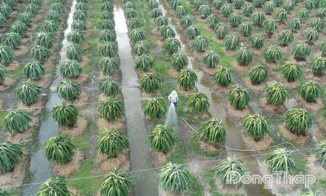 Đồng Tháp: Chủ động phòng, tránh sinh vật gây hại vụ đông xuân