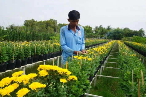 Hoa chớm nở, sẵn sàng đón Festival Hoa, Kiểng Sa Đéc lần II