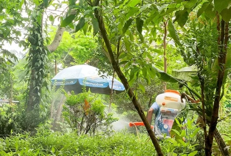 Thách thức kiểm soát và phòng ngừa sốt xuất huyết