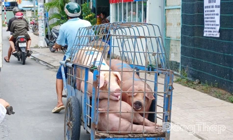 Giá heo hơi tăng mạnh trở lại