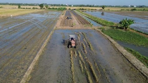 Nông dân khẩn trương xuống giống vụ lúa đông xuân