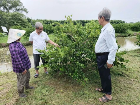 Nâng tầm trái chanh không hạt