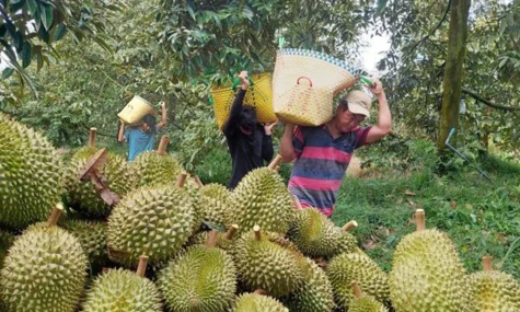 [Podcast] Gõ sầu riêng - nghề kiếm tiền triệu mỗi ngày