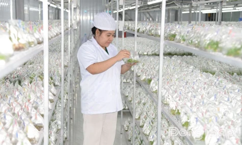 Hiệu quả từ việc ứng dụng khoa học - công nghệ vào sản xuất nông nghiệp