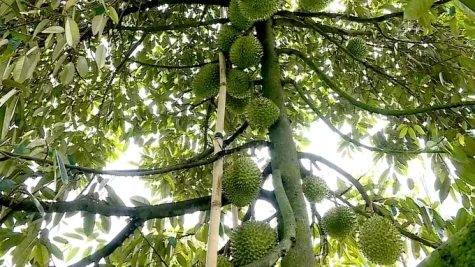 Tham gia hợp tác xã giúp nông dân trồng sầu riêng Đồng Tháp ổn định đầu ra