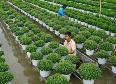 Cuộc thi Ảnh Online “Khoảnh khắc hoa Sa Đéc”