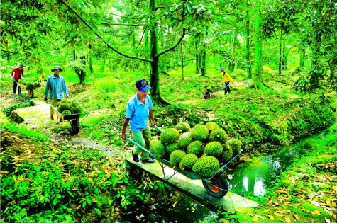 Đồng Tháp: Khoa học, công nghệ đồng hành, nâng bước ngành hàng sầu riêng
