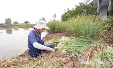 Giá sả tăng, nông dân lãi khá