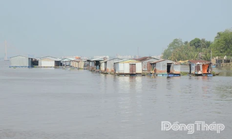 Nghề làm lồng bè nuôi cá trên sông Tiền