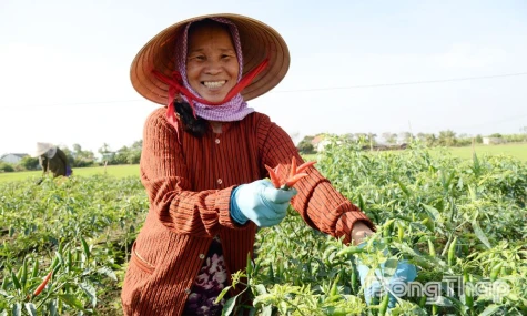 Nguồn cung khan hiếm, giá ớt tiếp tục neo cao