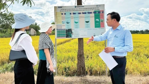 Triển vọng mới cho gạo phát thải thấp