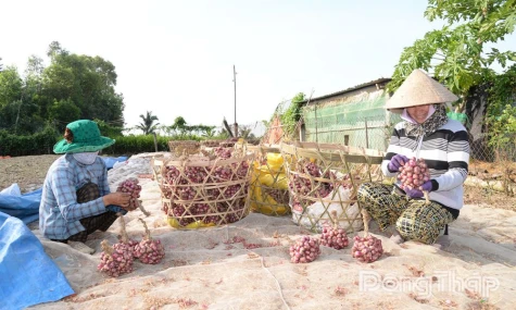 Nông dân vào vụ thu hoạch hành tím