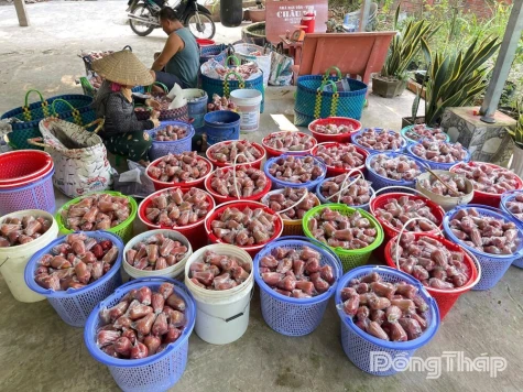 Mô hình "mận ngủ mùng” - giúp nâng cao giá trị nông sản