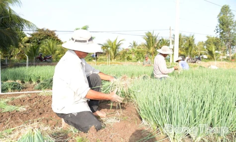 Nhiều loại nông sản đang tăng giá
