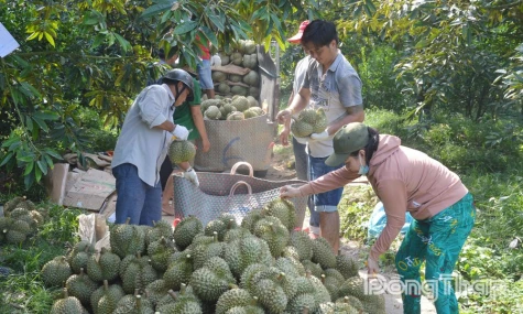 Xã Long Tiên: Đẩy mạnh các giải pháp phát triển bền vững cây sầu riêng