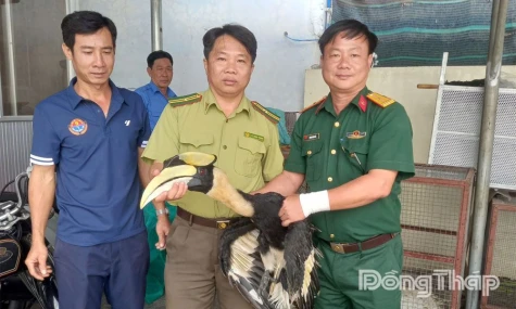 Trại rắn Đồng Tâm tiếp nhận chim hồng hoàng quý hiếm