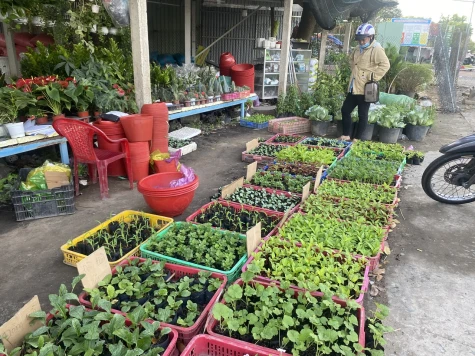 Thú vui tự trồng hoa tết tại nhà