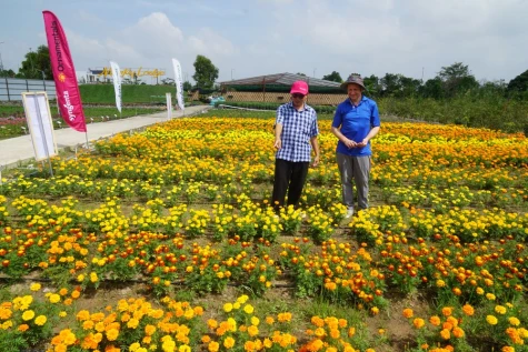 Trình diễn gần 100 giống hoa ôn đới thích ứng khí hậu nhiệt đới