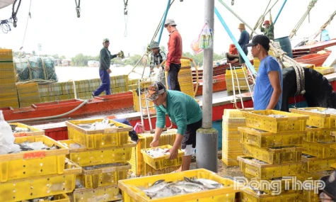 Đồng Tháp: Tập trung thực hiện có hiệu quả nhiệm vụ chống khai thác IUU