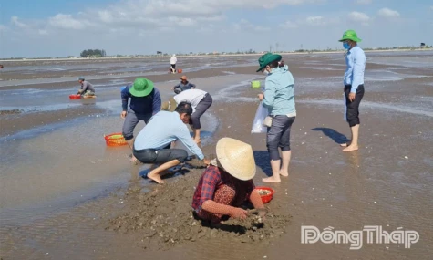 Nghêu thương phẩm được giá