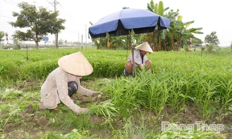 Giá rau màu giảm mạnh