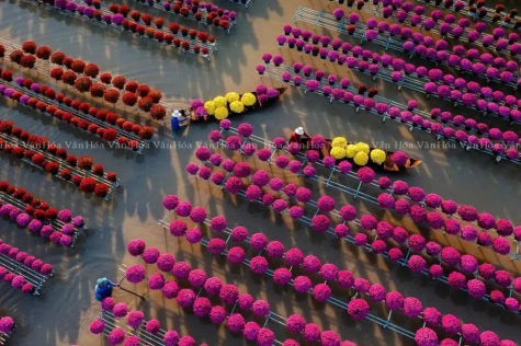 Adding Value to the Flower and Ornamental Plant Industry