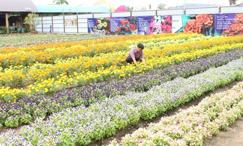 Khu Du lịch sinh thái Miền Tây Lodge đồng hành cùng Festival Hoa - Kiểng Sa Đéc