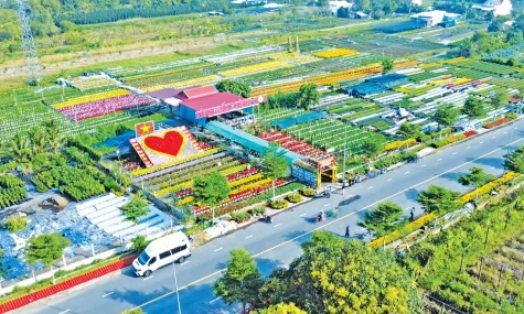 Cuộc trò chuyện sau giờ tắt đèn Festival hoa kiểng 2025