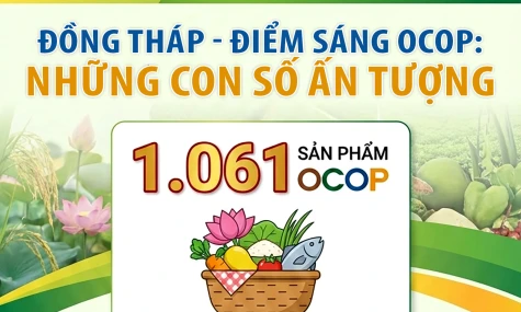 [Infographic] Đồng Tháp - Điểm sáng OCOP: Những con số ấn tượng