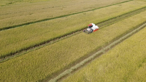 Nhân rộng mô hình canh tác lúa chất lượng cao, giảm phát thải