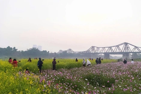 Ngỡ ngàng với bến hoa rực rỡ bên cây cầu hơn 100 năm tuổi ở Hà Nội