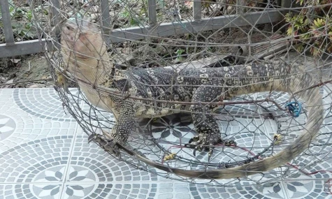 Người dân xã Hậu Mỹ tự nguyện giao nộp cá thể kỳ đà hoa cho chính quyền