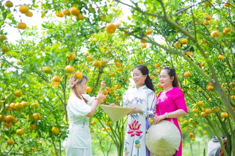 Lai Vung “vương quốc” 
quýt hồng