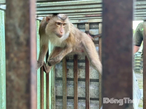 Resident voluntarily hands over a rare monkey to Cai Be Commune Police