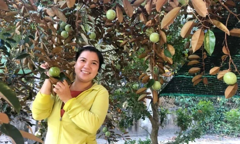 Nỗ lực khôi phục vùng trồng vú sữa Lò Rèn Vĩnh Kim