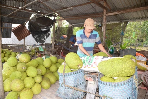 Đồng Tháp: Giá mít tăng mạnh
