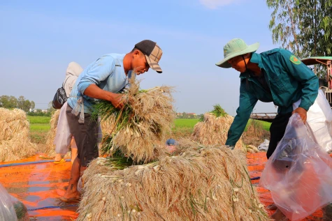 Nhộn nhịp mùa kiệu tết ở Tam Nông