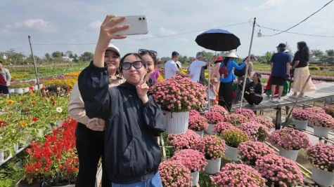 Nông dân Sa Đéc ra mắt cúc mâm xôi “Song Hỷ” đổi màu, hút khách dịp tết