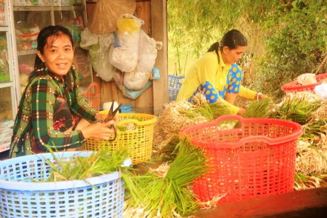 Nồng nàn hương kiệu mùa tết