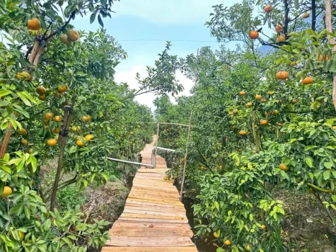 Khắc phục thành công bệnh vàng lá, thối rễ ở cây quýt hồng