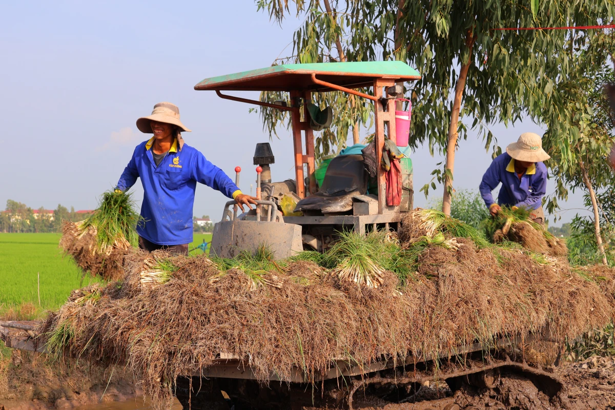 Phát huy giá trị cây kiệu truyền thống trong cơ cấu kinh tế nông nghiệp