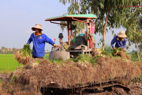 Phát huy giá trị cây kiệu truyền thống trong cơ cấu kinh tế nông nghiệp