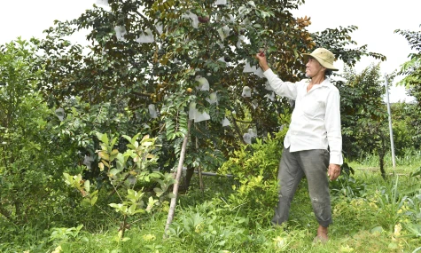 Vú sữa Mica bén rễ trên đất Mỹ Tịnh An