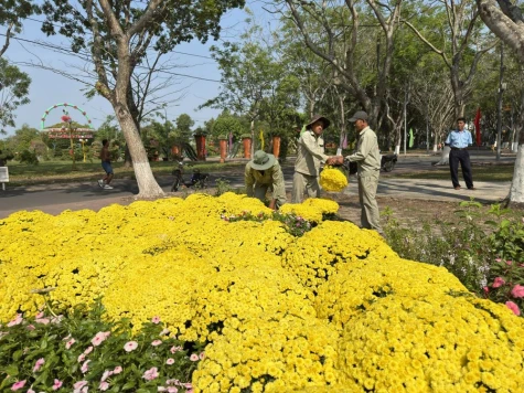 Phường Sa Đéc kịp thời hỗ trợ nông dân tiêu thụ hoa nở sớm