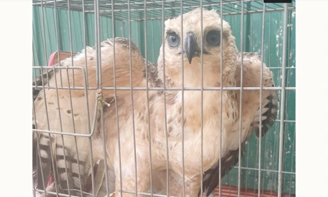 Đại bàng mắc lưới trong vườn nhà dân